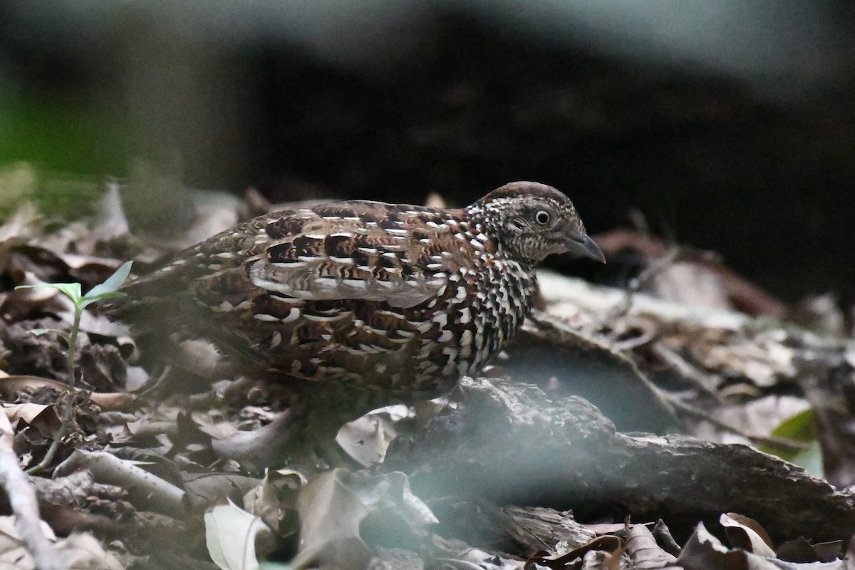 Black-breasted Buttonquail - ML611648928