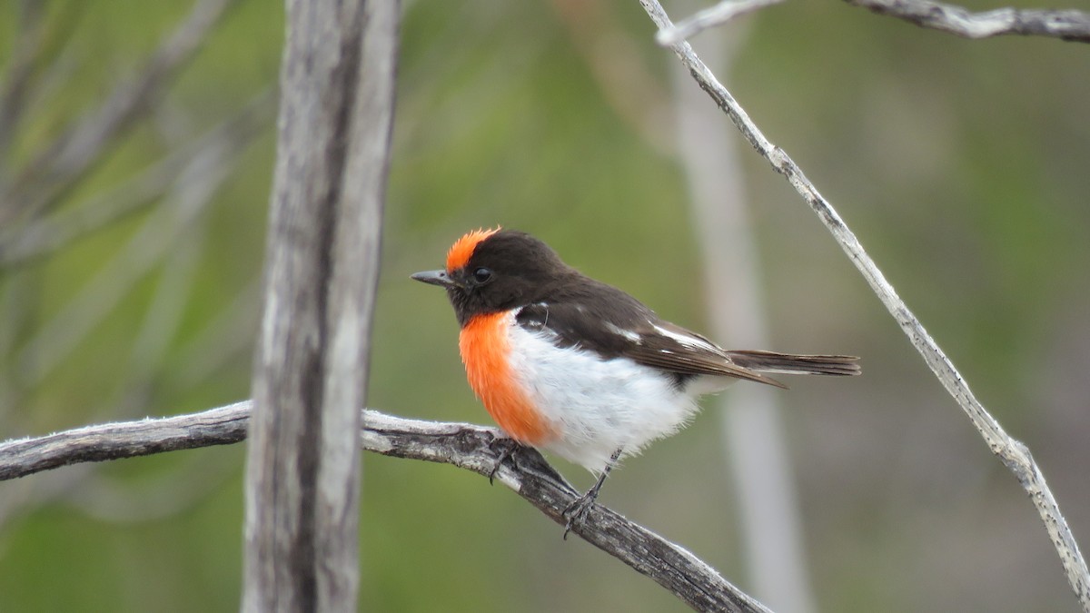 Red-capped Robin - ML611649026