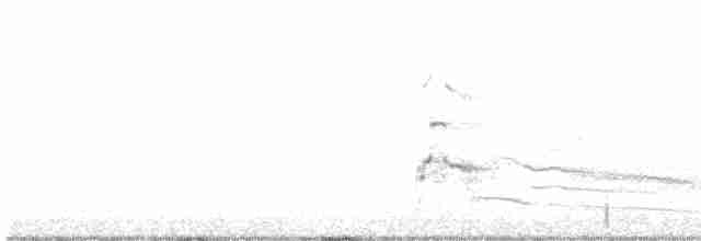 káně rudochvostá (ssp. calurus/alascensis) - ML611649028