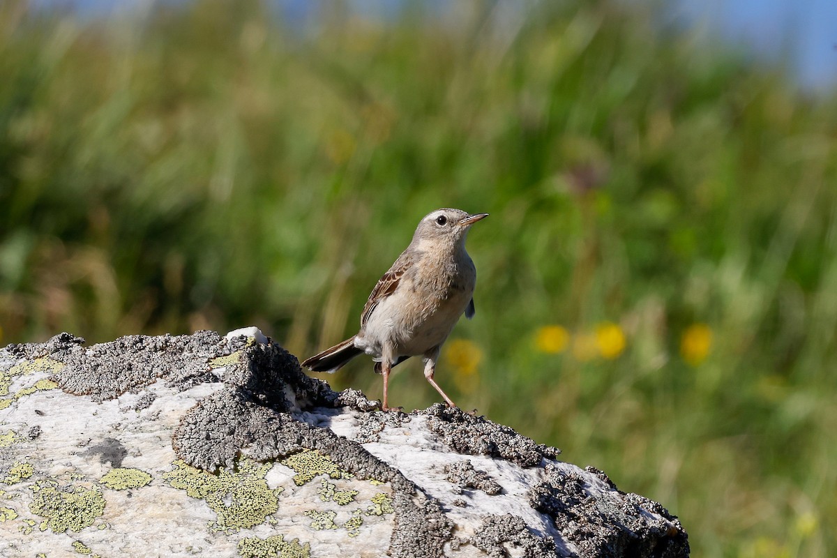 Water Pipit (Western) - ML611649082