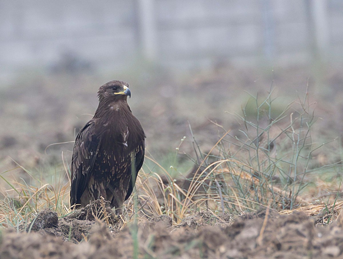 Greater Spotted Eagle - ML611649146