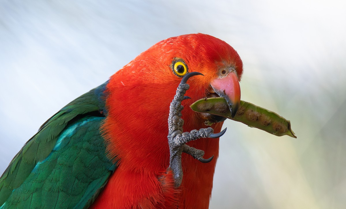 Australian King-Parrot - Martin Anderson