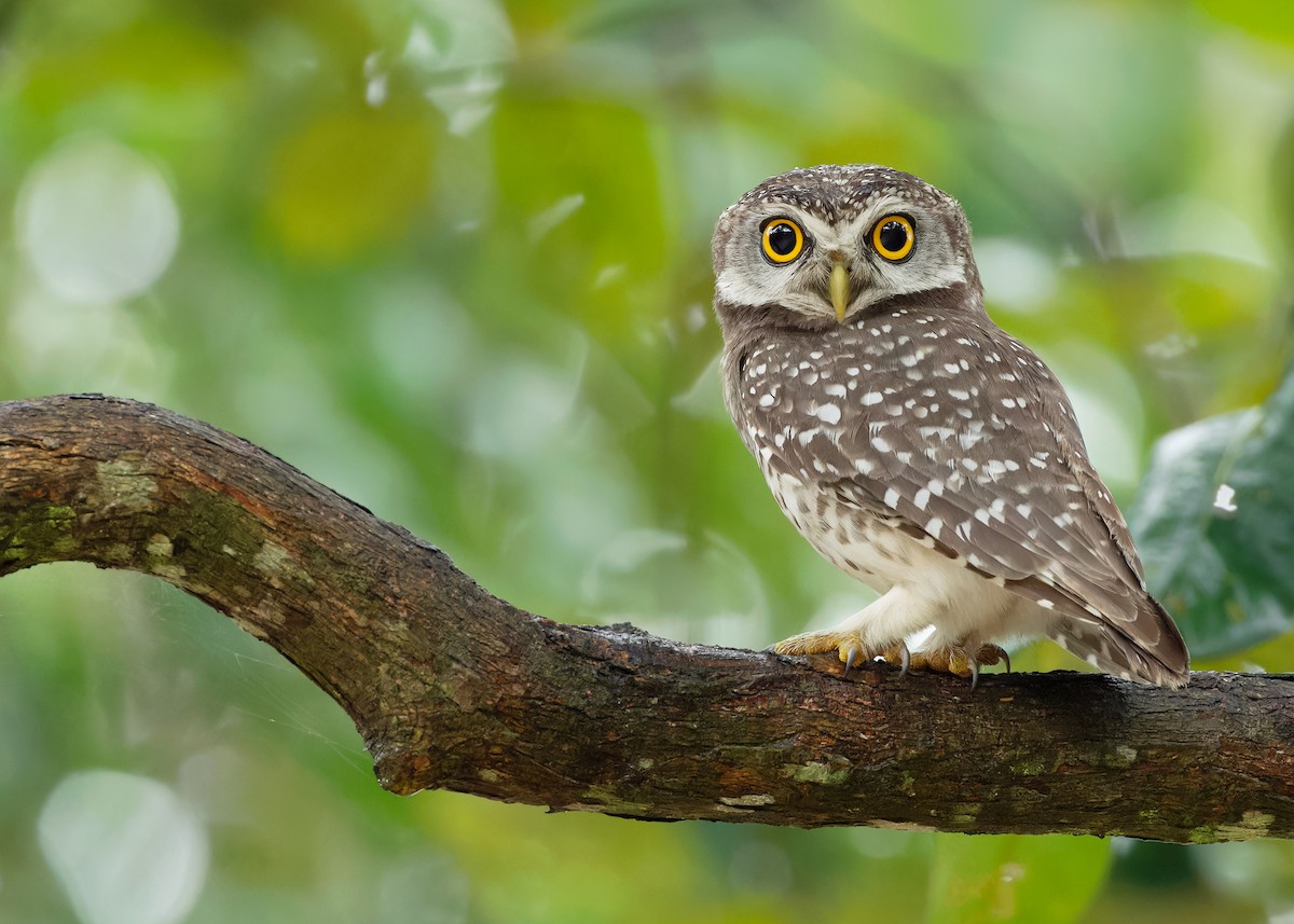 Spotted Owlet - ML611649299