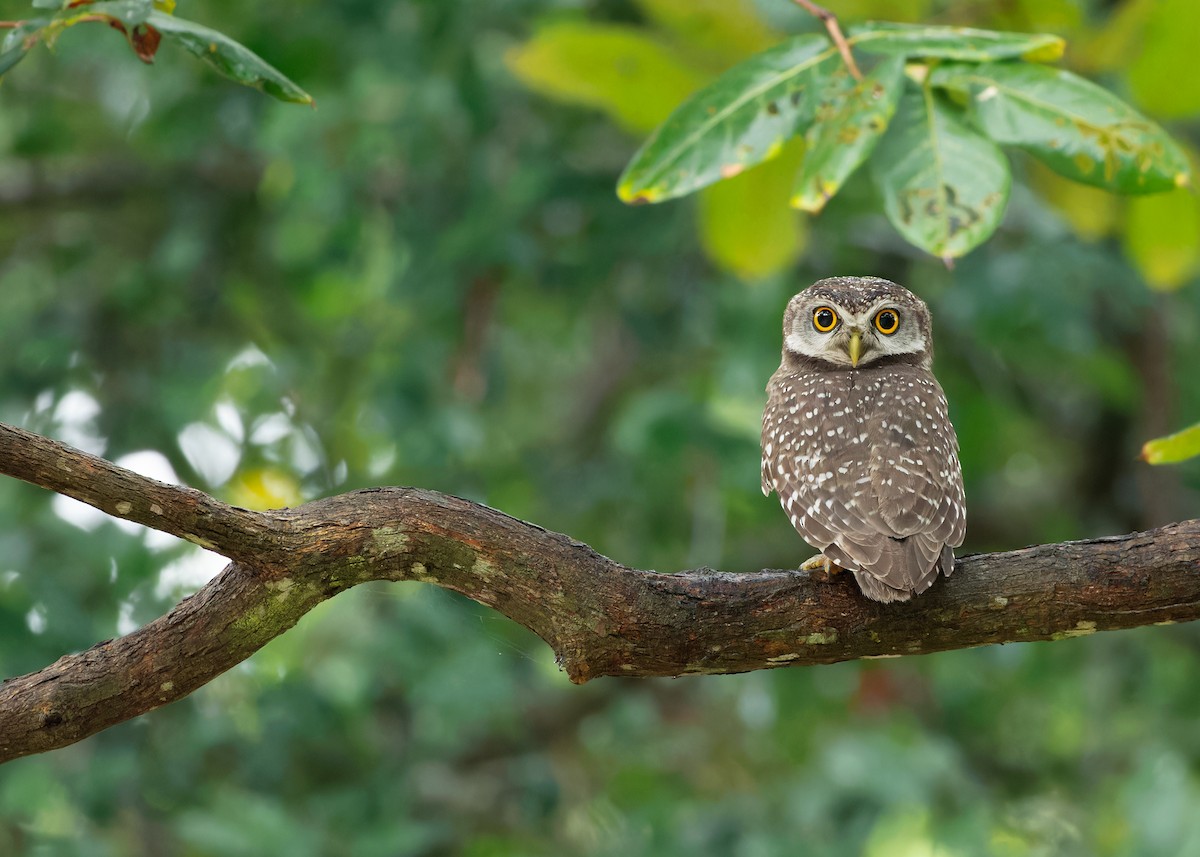 Spotted Owlet - ML611649300