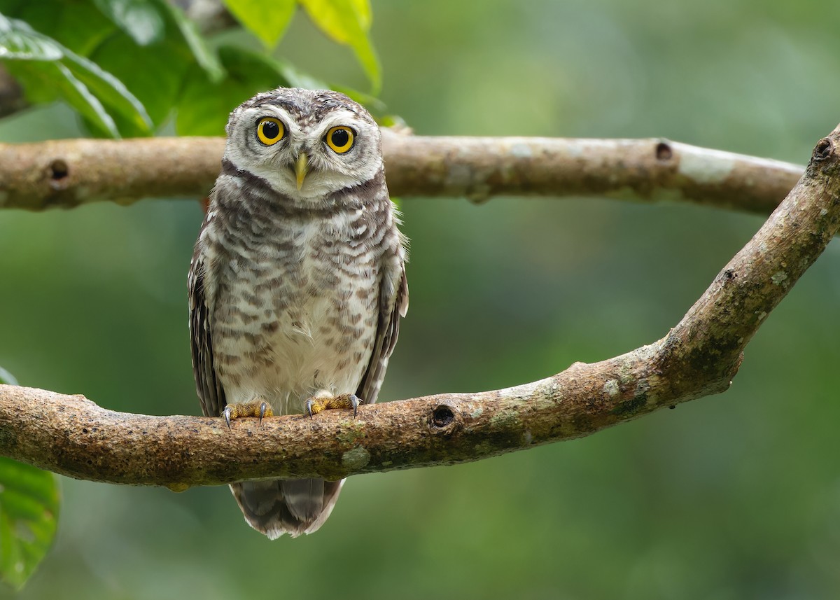 Spotted Owlet - ML611649301