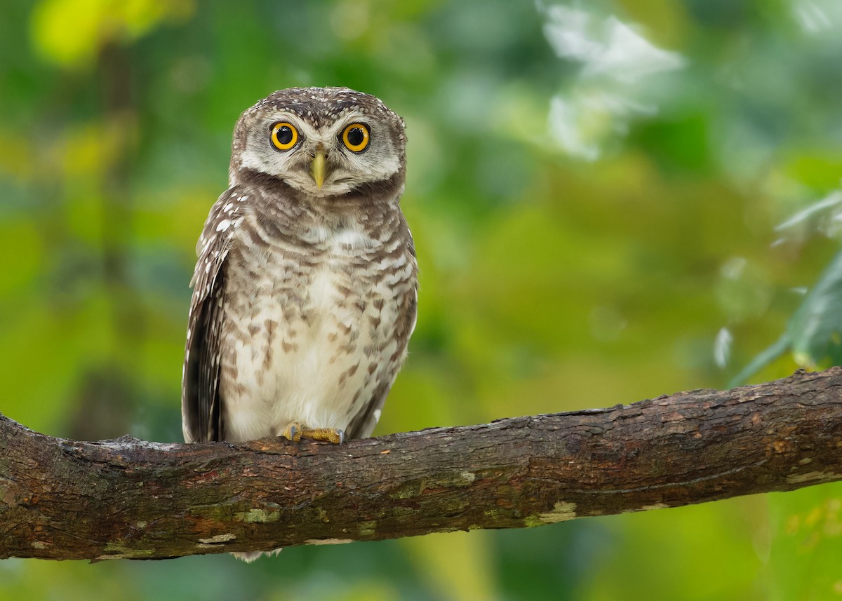 Spotted Owlet - ML611649302