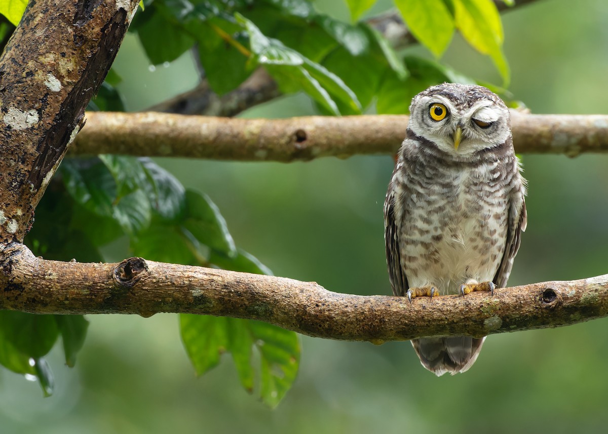 Spotted Owlet - ML611649303