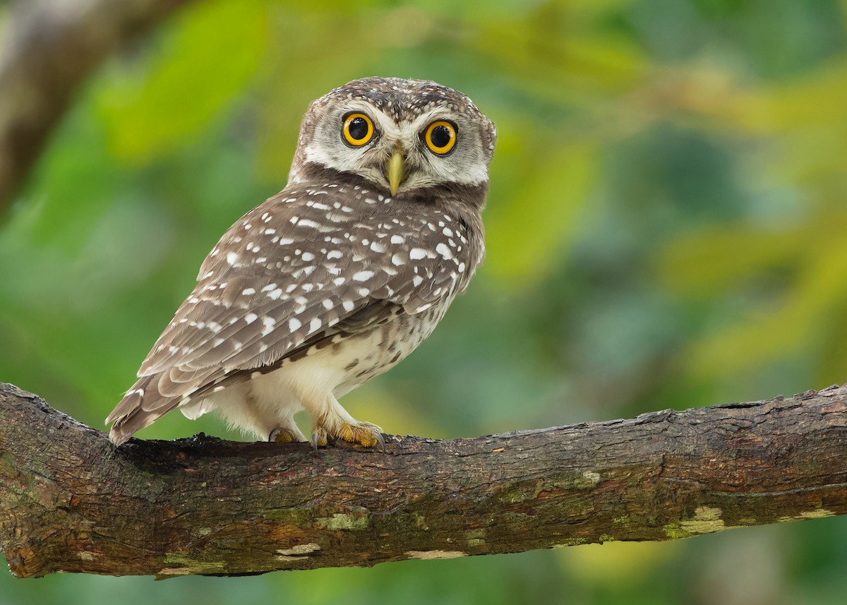 Spotted Owlet - ML611649304
