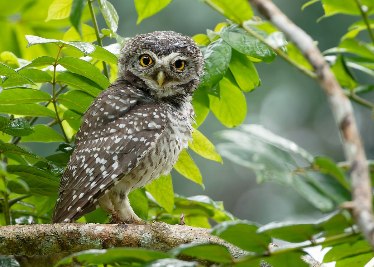 Spotted Owlet - ML611649305