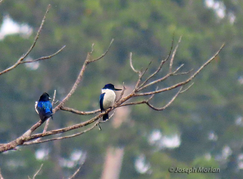 Blue-and-white Kingfisher - ML611649354