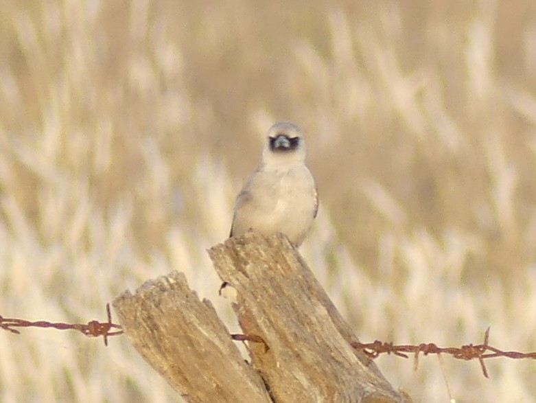 Black-faced Woodswallow (Black-vented) - ML611649364