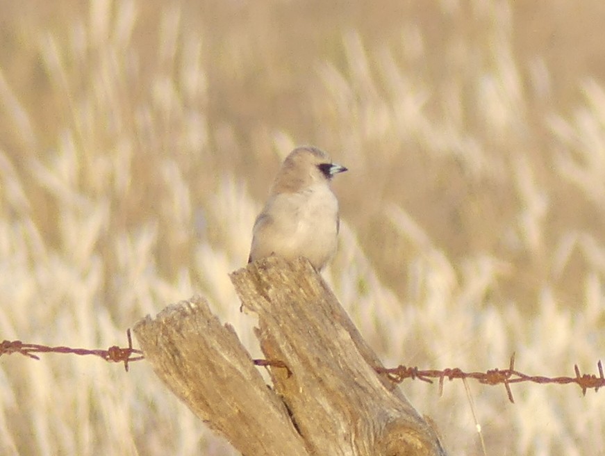 Black-faced Woodswallow (Black-vented) - ML611649365