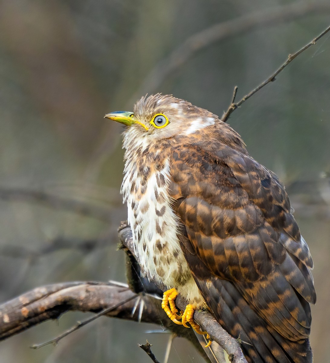 Common Hawk-Cuckoo - Bindhu Mohan