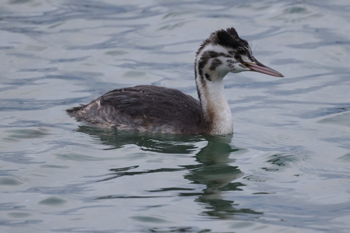 Great Crested Grebe - ML611650106