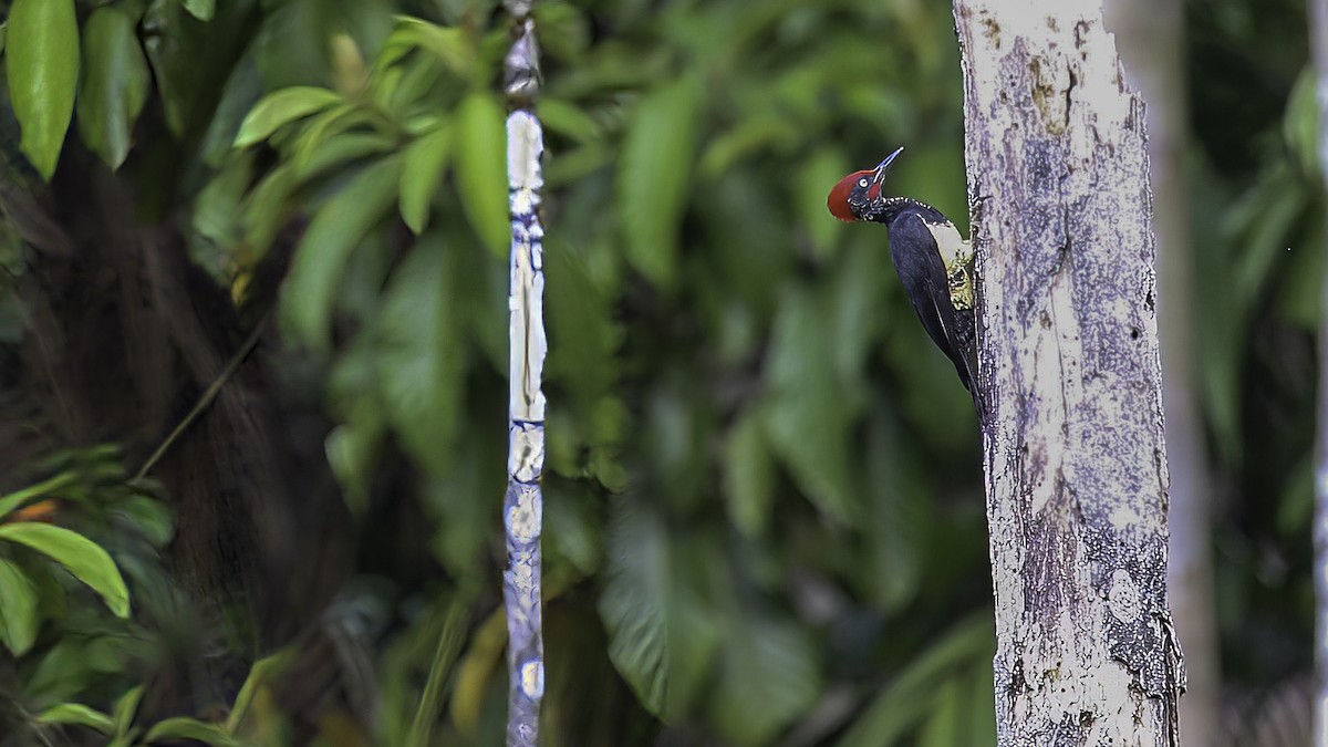 White-bellied Woodpecker - ML611650571
