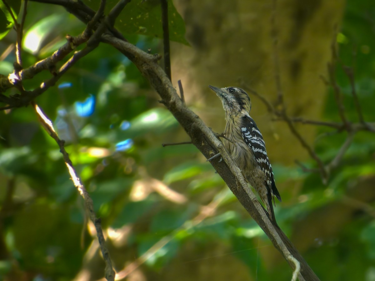 Gray-capped Pygmy Woodpecker - ML611650688