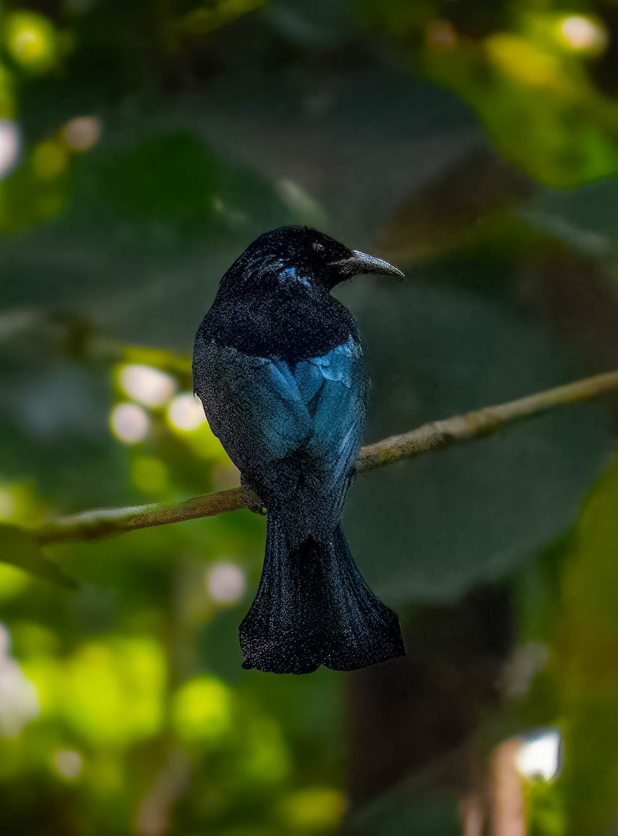Hair-crested Drongo - ML611650693