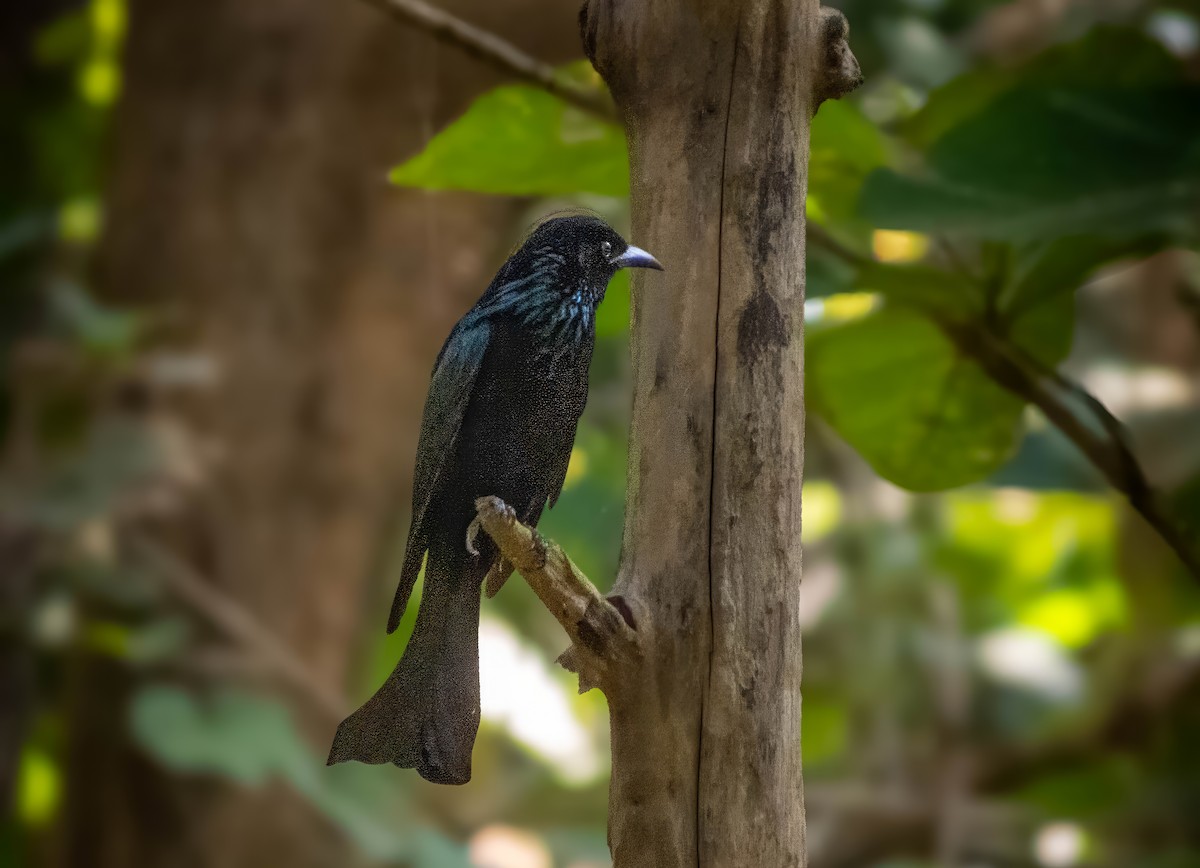 Hair-crested Drongo - ML611650694