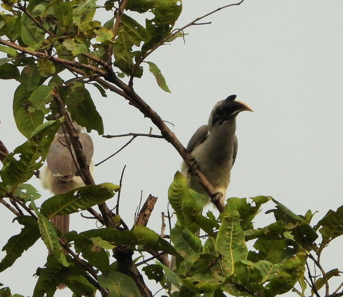 Indian Gray Hornbill - ML611650714
