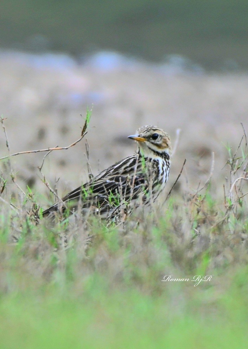 Red-throated Pipit - ML611650721