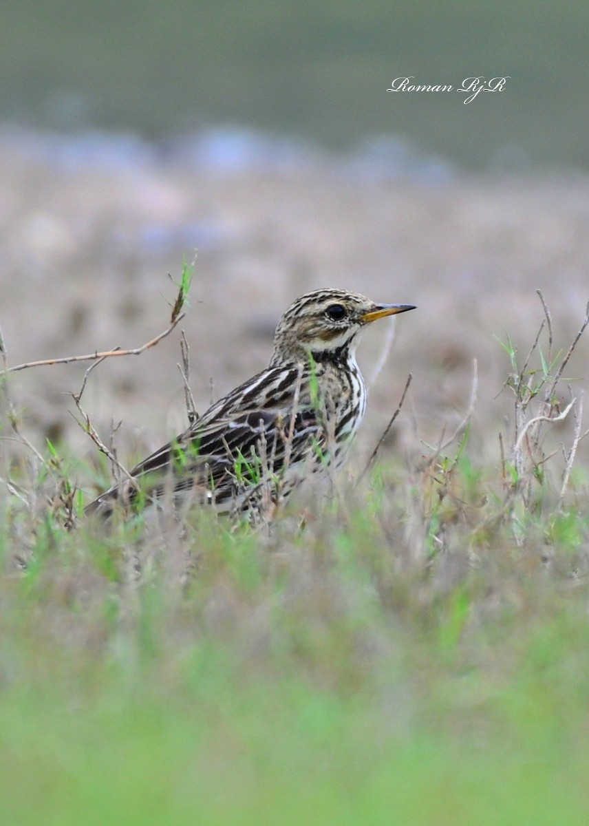 Red-throated Pipit - ML611650730