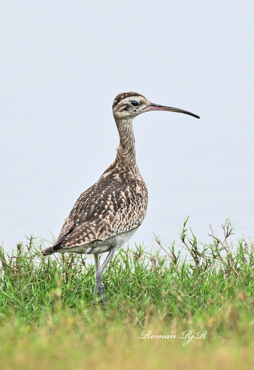 Little Curlew - ML611650742