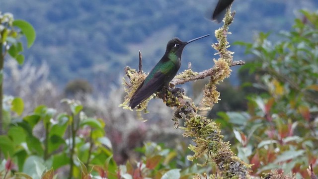 Talamanca Hummingbird - ML611650785