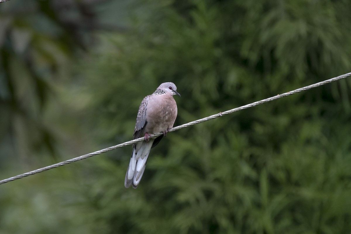 Spotted Dove - ML611650825