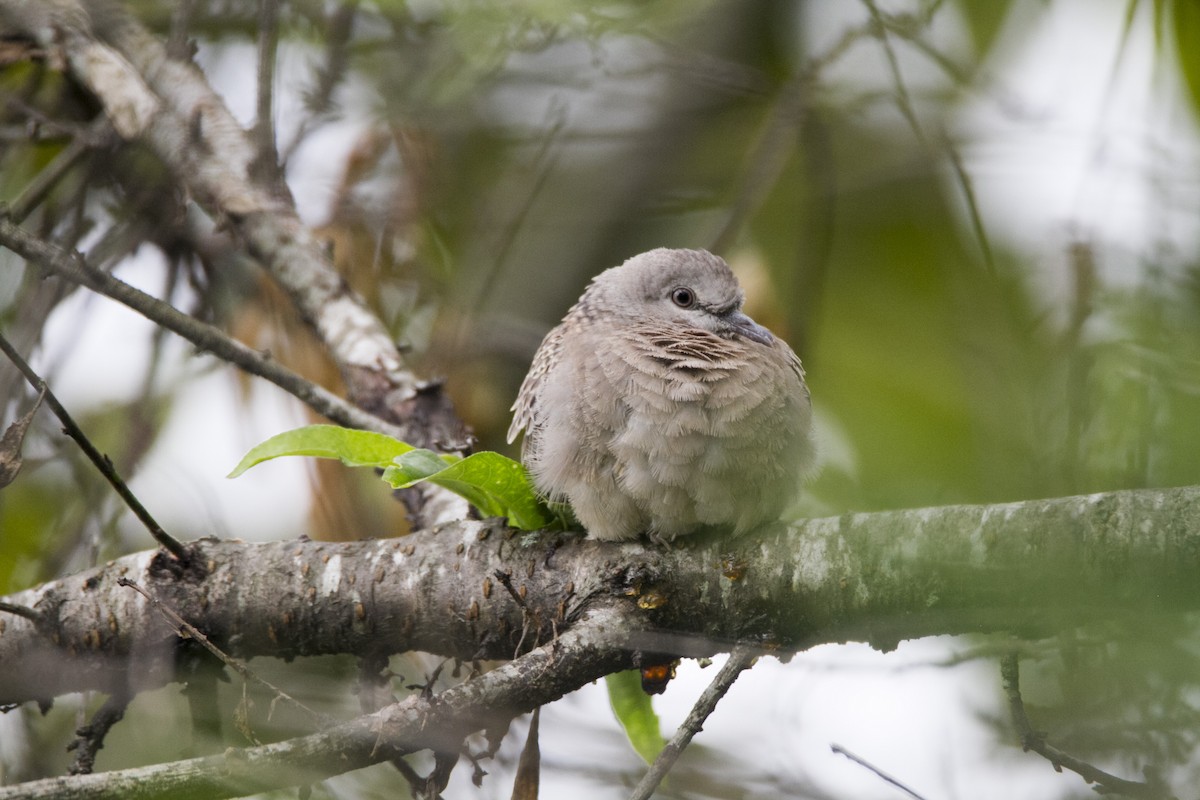 Spotted Dove - ML611650826