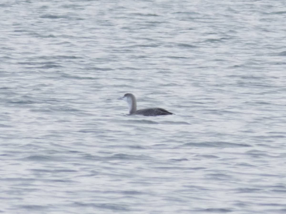 Red-throated Loon - ML611651025