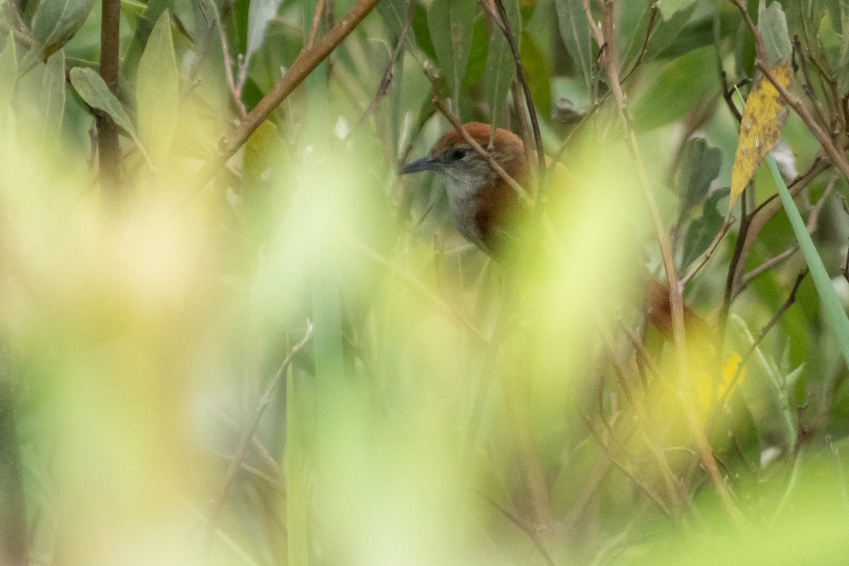 Parker's Spinetail - ML611651125
