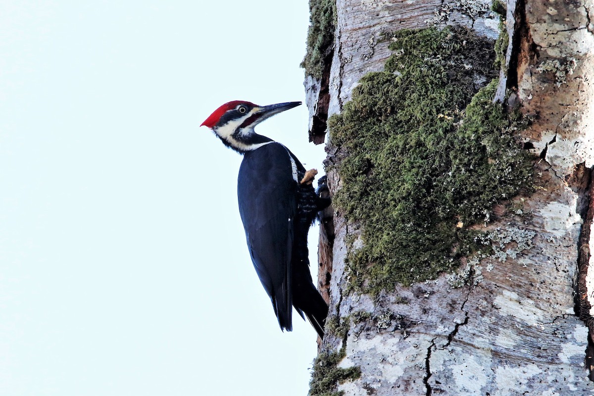 Pileated Woodpecker - ML611651253