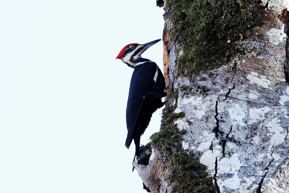 Pileated Woodpecker - ML611651255