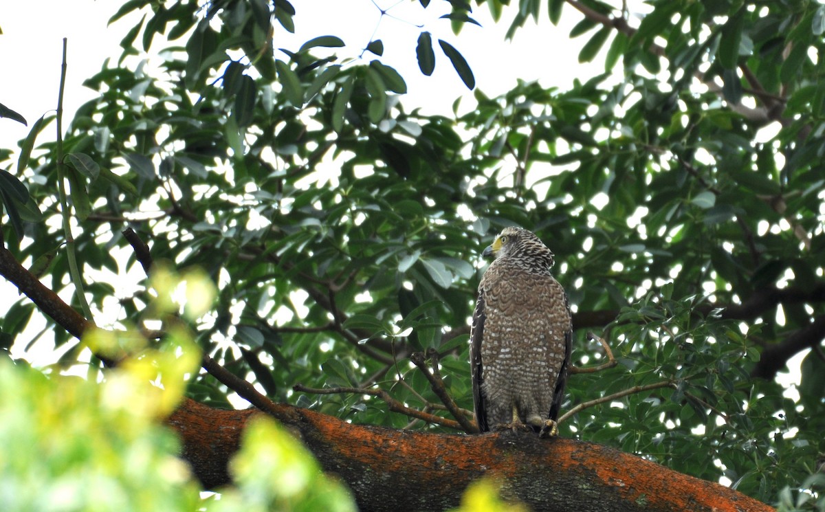 Crested Serpent-Eagle - ML611651534