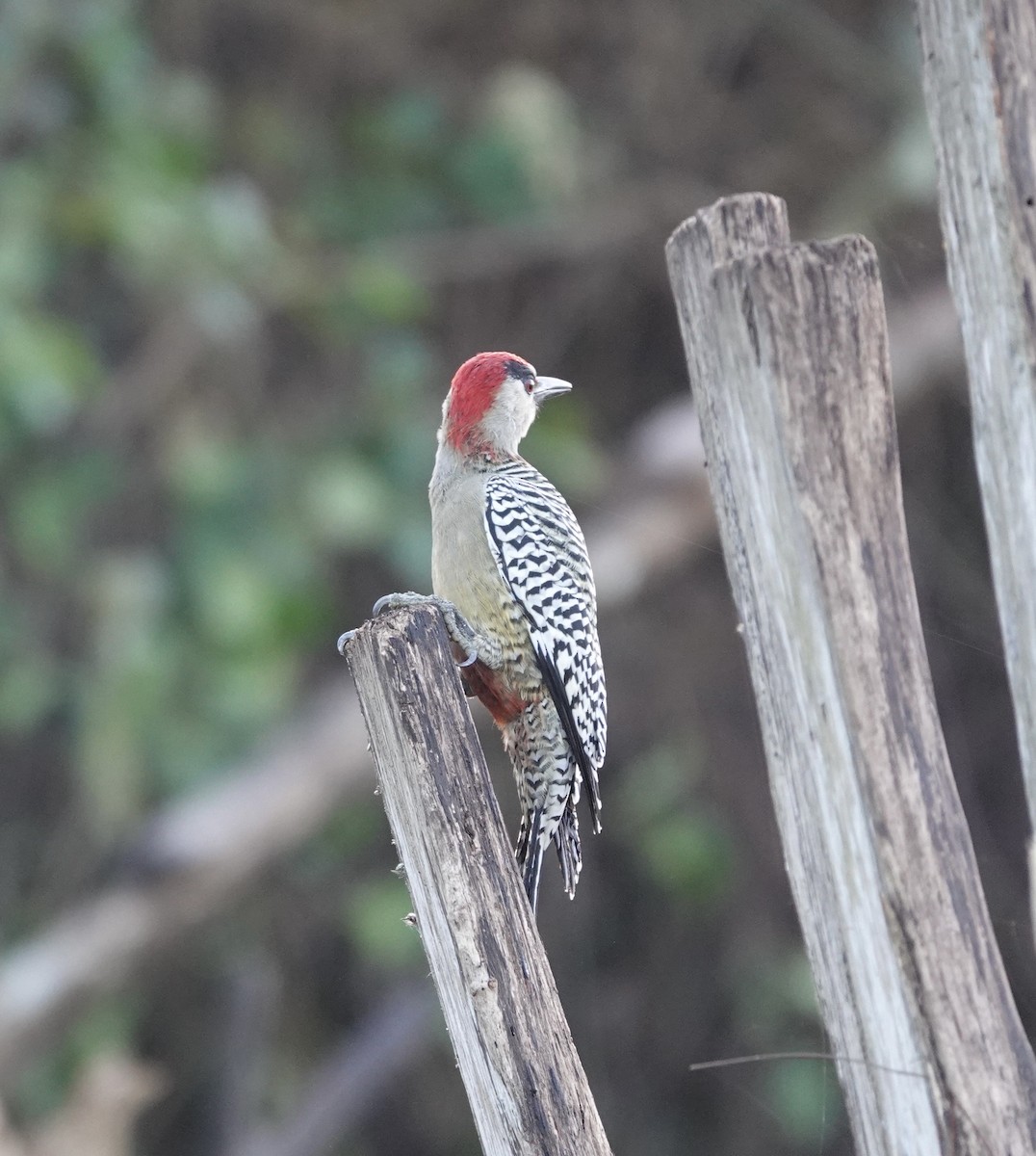 West Indian Woodpecker - ML611651589