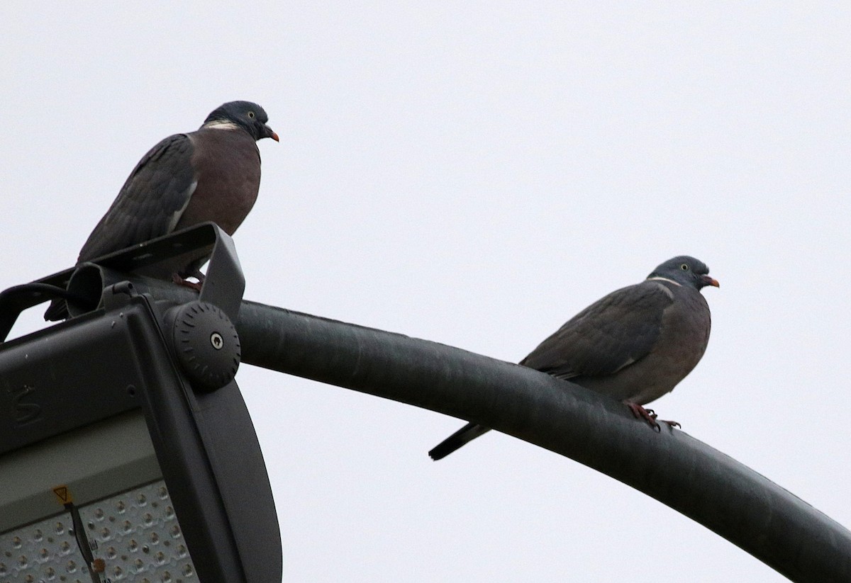 Common Wood-Pigeon - ML611651768
