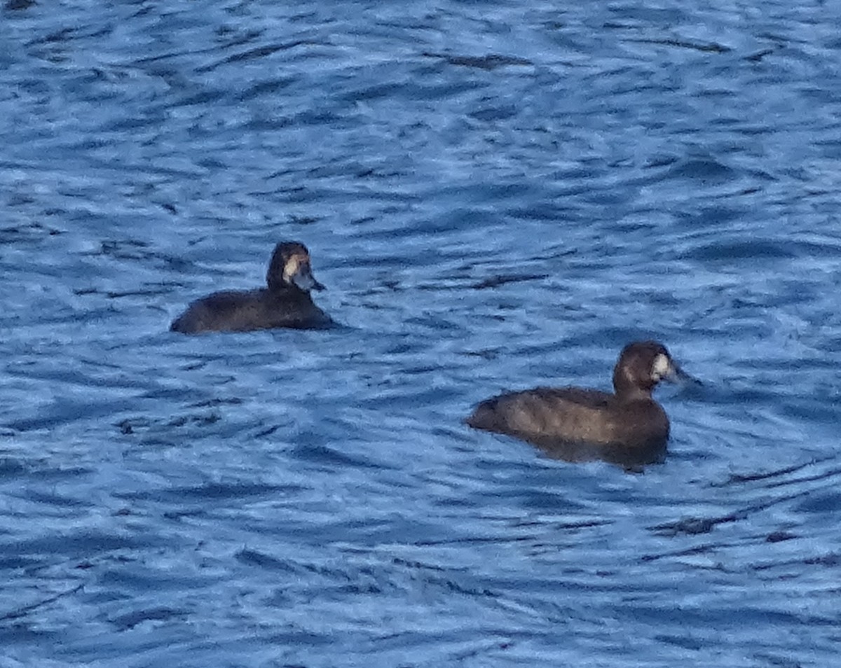Greater Scaup - ML611651916