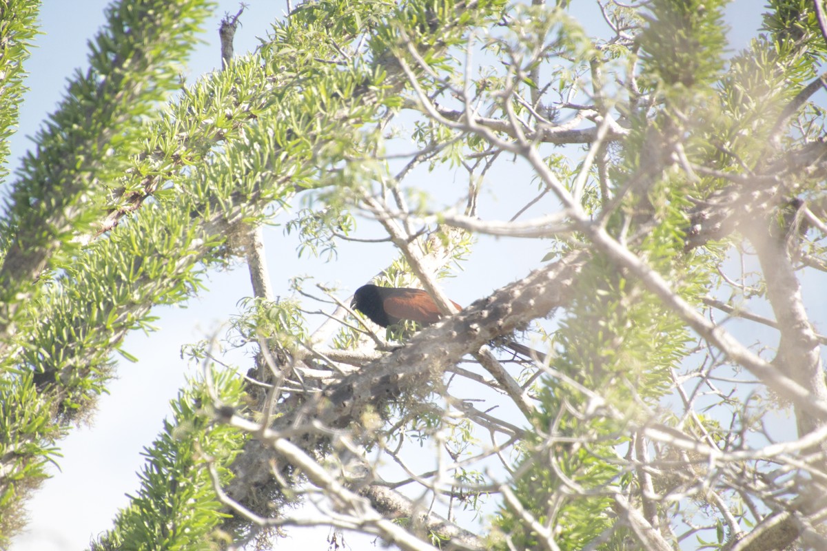 Malagasy Coucal - ML611651989