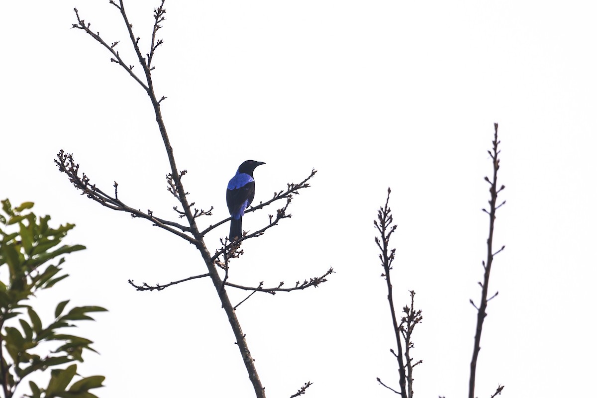 Asian Fairy-bluebird - ML611652187