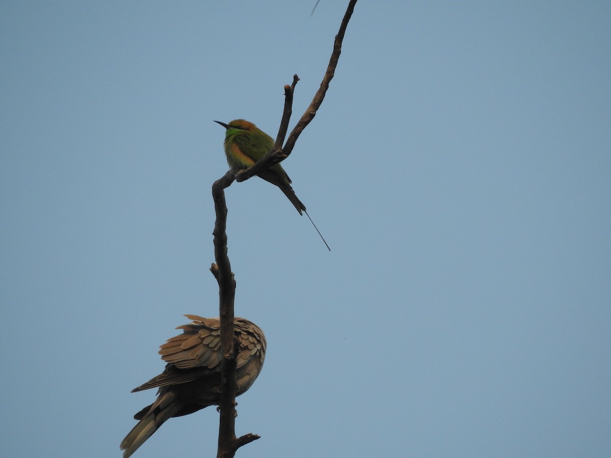 Asian Green Bee-eater - ML611652192