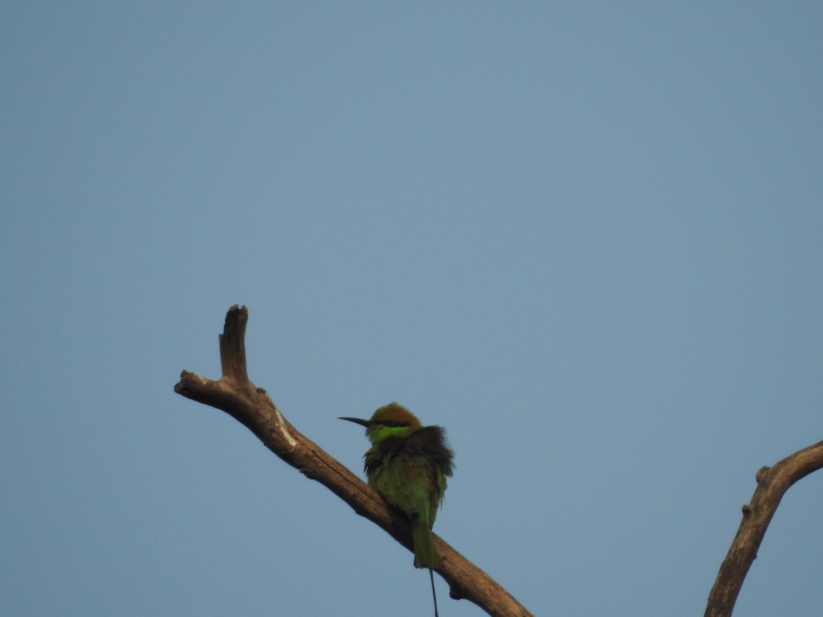 Asian Green Bee-eater - ML611652193