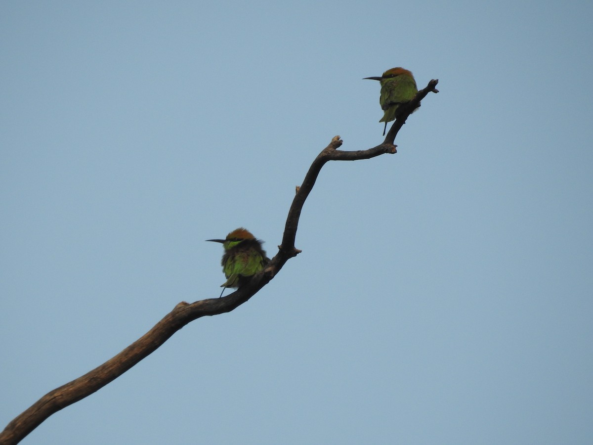 Asian Green Bee-eater - ML611652194