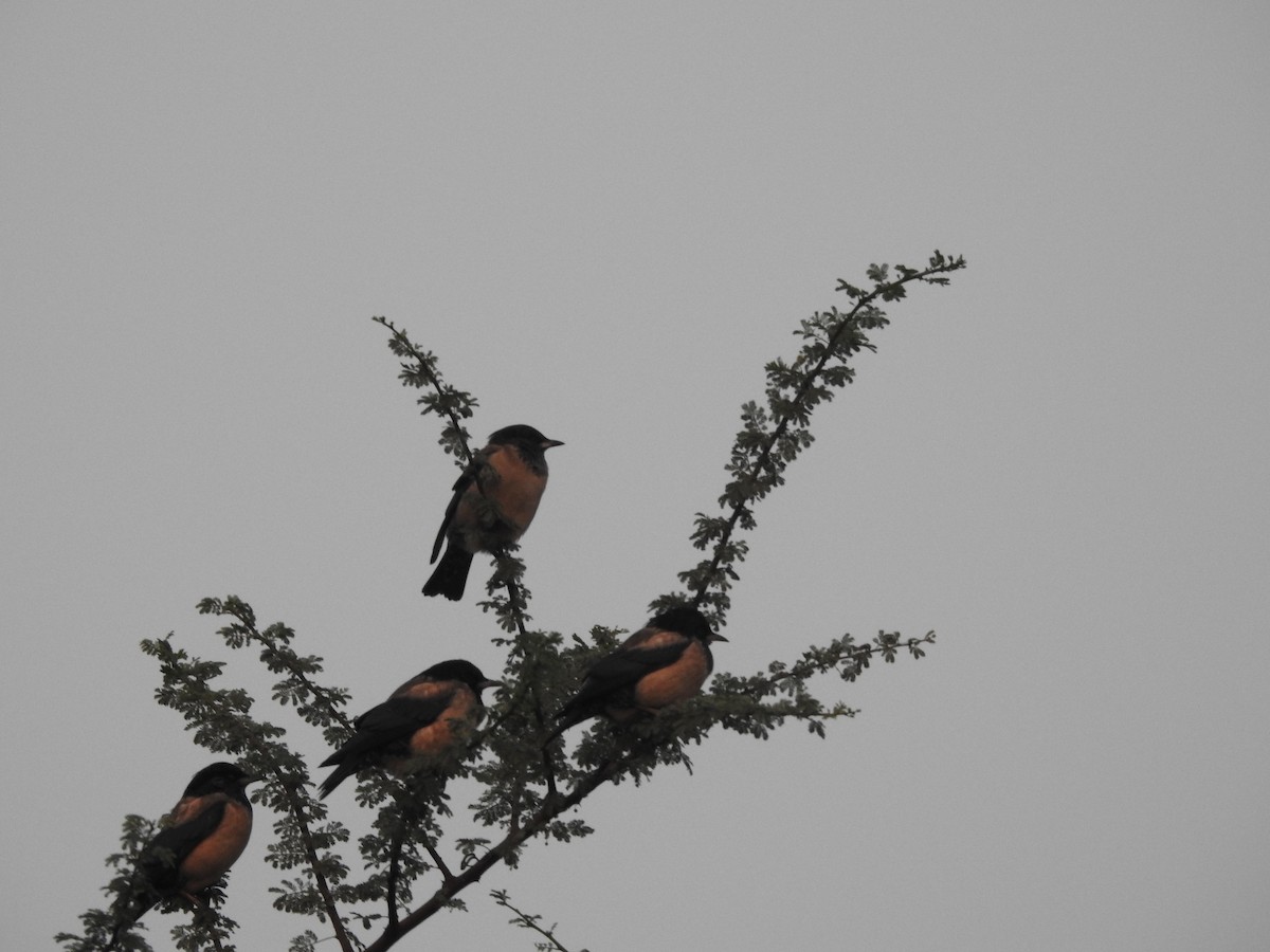 Rosy Starling - ML611652200