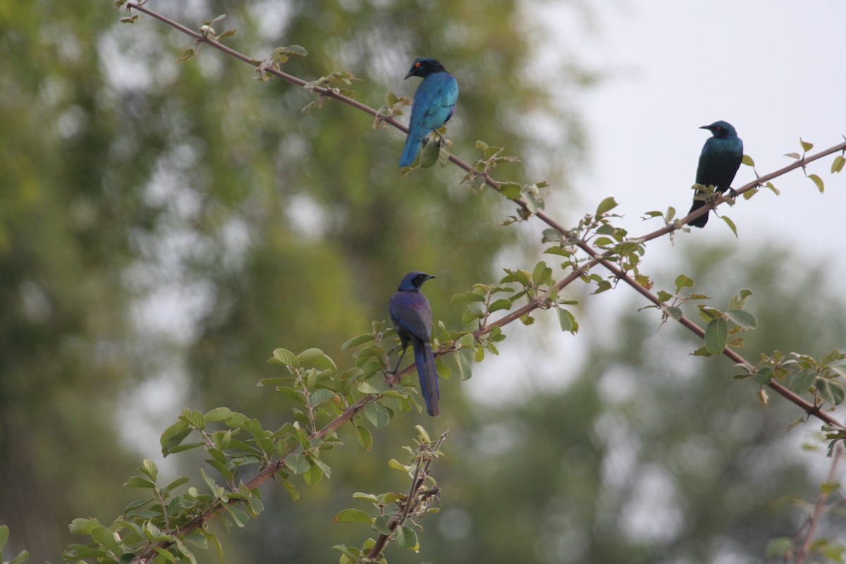 Lesser Blue-eared Starling (Miombo) - ML611652211