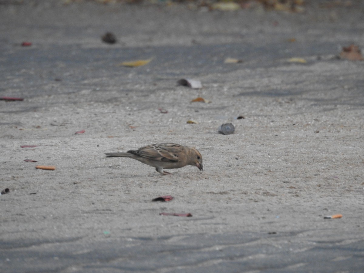 House Sparrow - ML611652215