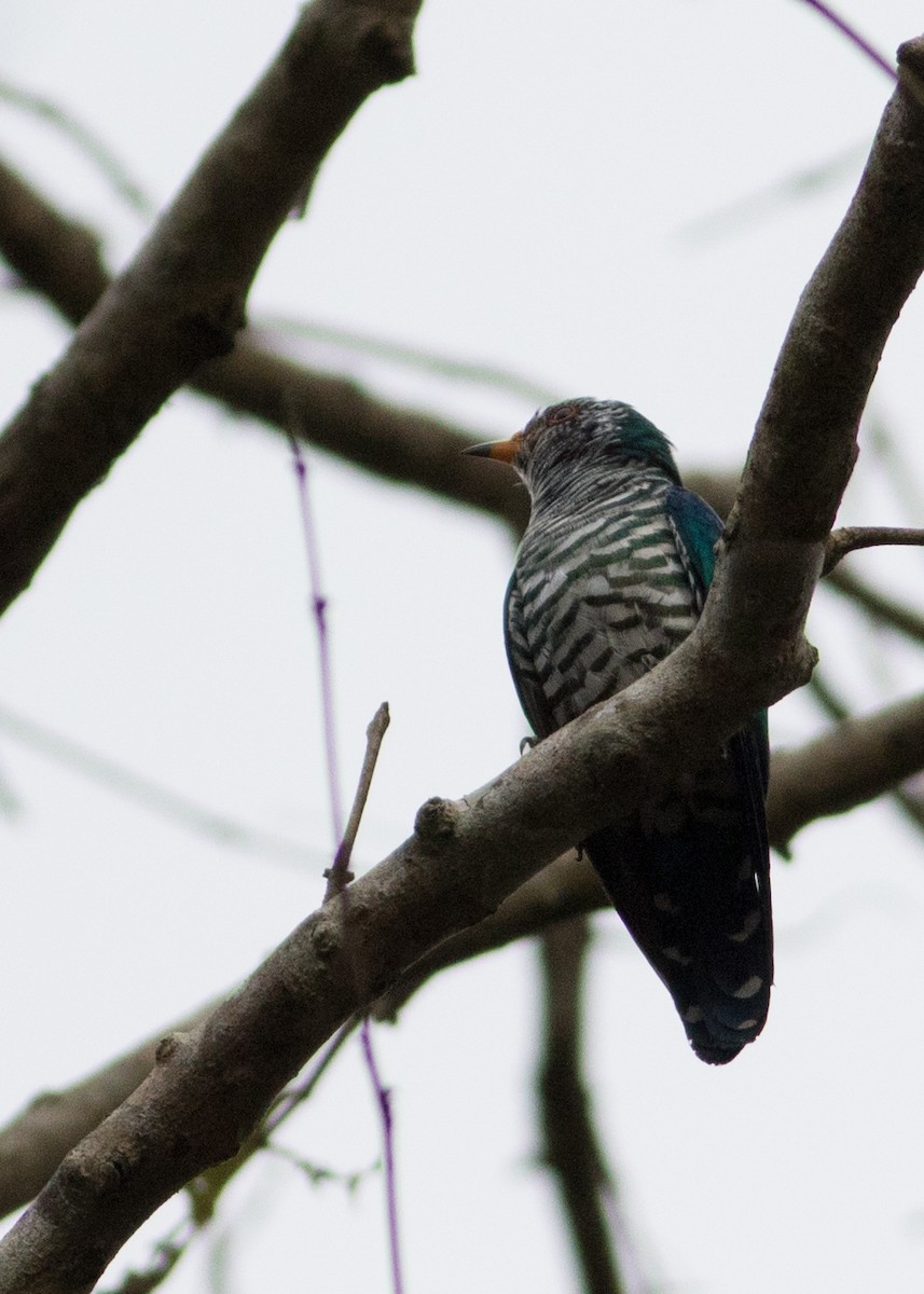 Asian Emerald Cuckoo - ML611652554