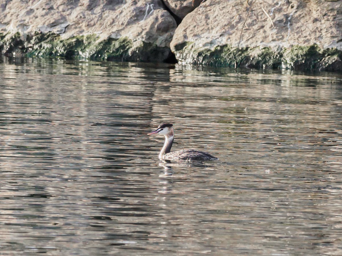 Great Crested Grebe - ML611652638