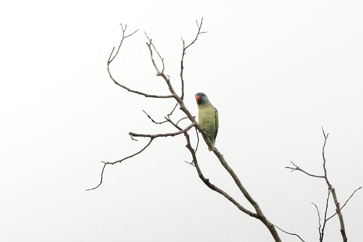 Blue-rumped Parrot - Bao Shen Yap