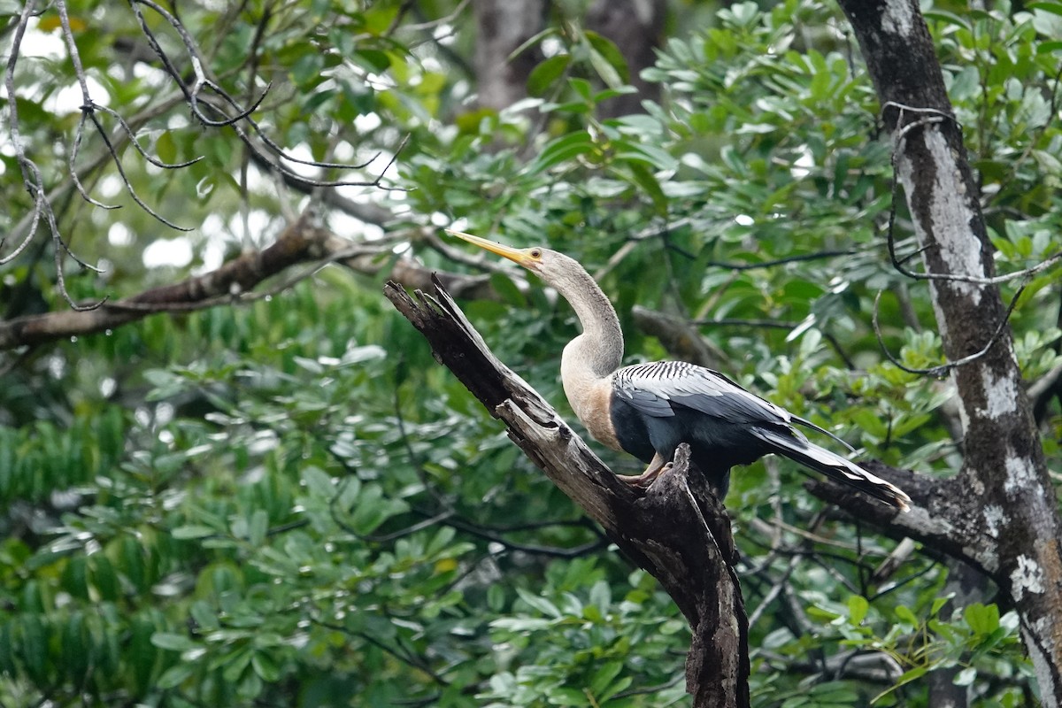 Amerika-Schlangenhalsvogel - ML611652934