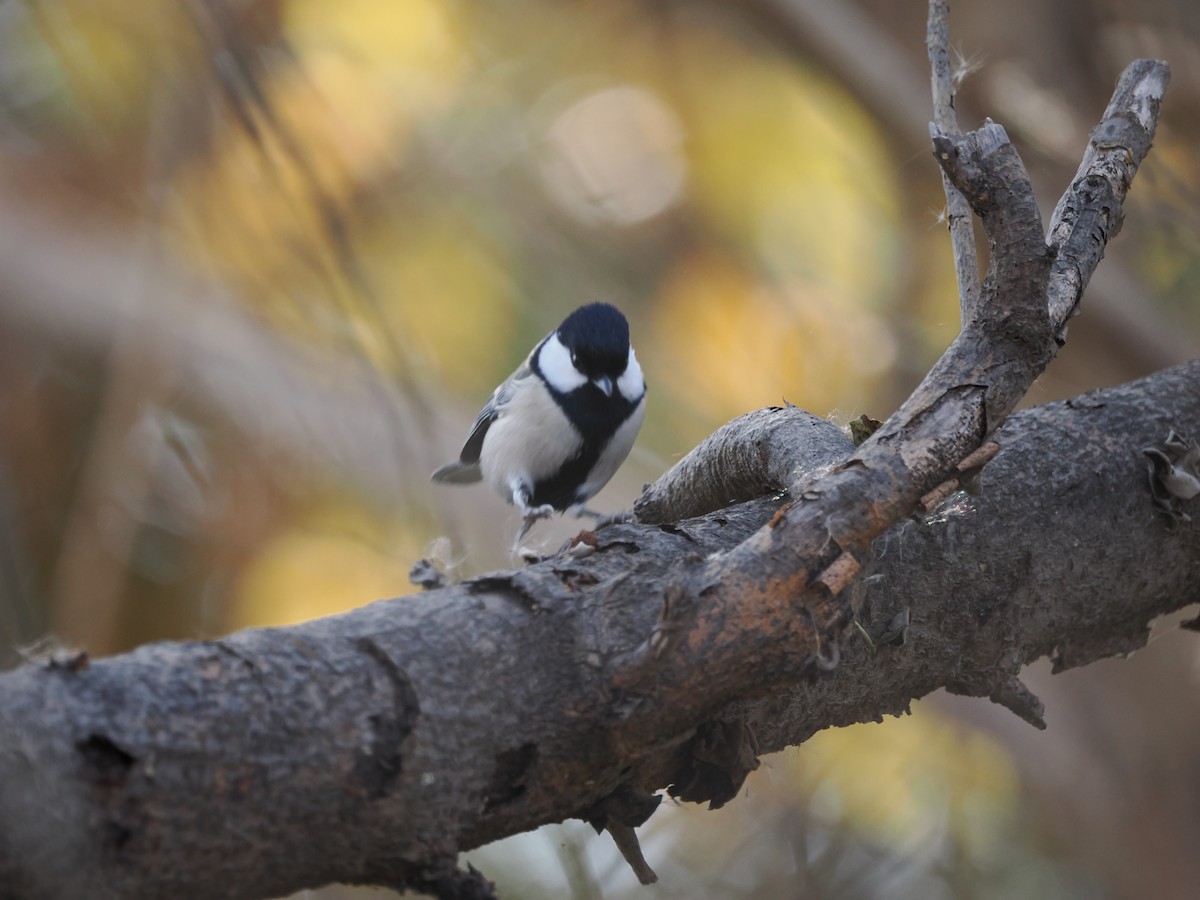 Mésange de Chine - ML611653007